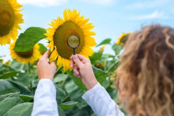 Bolesti suncokreta — kako prepoznati i zaštititi usjev