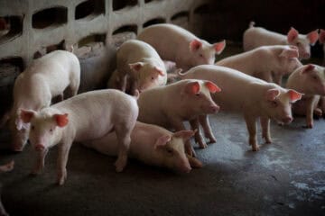 Otkupna cijena svinja — aktualno stanje i što ga određuje